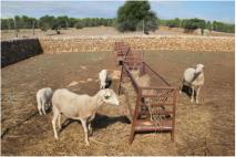 Landwirtschaftliche Installationen f�r Schafe