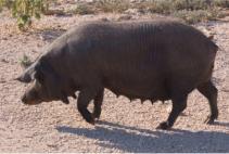 Schweine, mit den entsprechenden Installationen