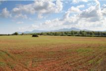 Large expanses of arable land