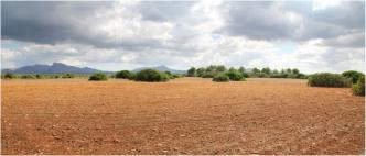 Large expanses of arable land