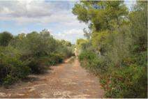 Private path to the beach