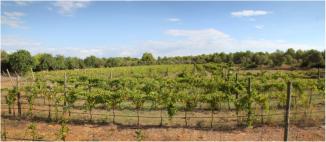 1500 vines, of the viognier variety, with irrigation