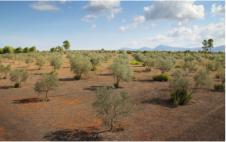 A large area of 1500 olive trees