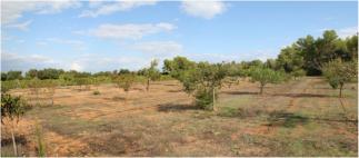 A large area of fruit trees