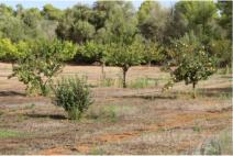 A large area of fruit trees