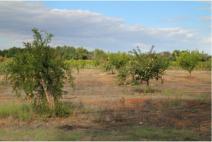 A large area of fruit trees