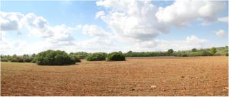 Large expanses of arable land