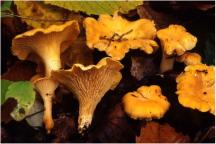 Abundance of wild mushrooms in season.