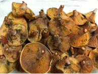 Abundancia de setas en temporada