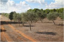 Una gran extensi�n de 1.500 olivos